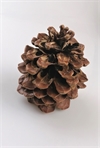 Stor Pinea kogle natur ca. 8 - 12 cm Ø ca. 10 cm.