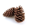 En stor stor Maritima kogle. ca. 10 til 14 cm. Ø ca. 8 cm. Natur.