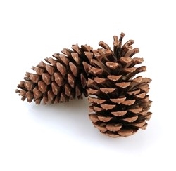 En stor stor Maritima kogle. ca. 10 til 14 cm. Ø ca. 8 cm. Natur.