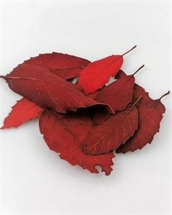Røde op farvede / præparerede Dekorationsblade. Ca. 7 til 14 cm.