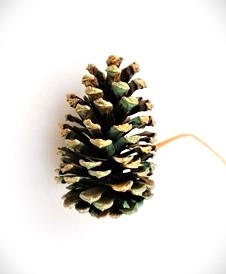 Stor flot kogle. Ca.  10 cm. På tråd. Med ir look.