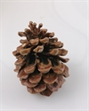 Stor Pinea kogle natur ca. 10 - 12 cm Ø ca. 10 cm.