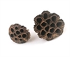 lotus 6-8 cm. Pris pr. stk.3,00 kr.