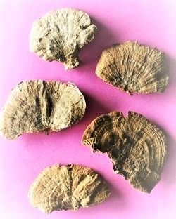 5 stk. Dekorations svampe  Natur. Ca. 3 - 7 cm. Sendes ass.