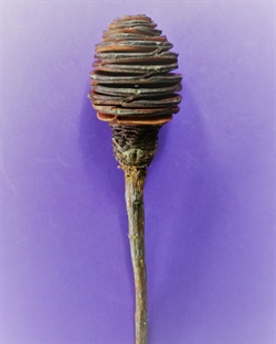 Et stk. Platyspermum. Koglen måler ca. 5 - 6 cm. Velegnet i buketter samt dekorationer.