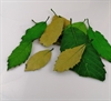 Grønne op farvede / præparerede Dekorationsblade. Ca. 7 til 14 cm.