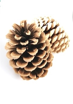 En stor stor Maritima kogle. ca. 10 til 14 cm. Ø ca. 8 cm.