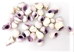 Fine 100 g Sneglehuse. Hvid / violette. Måler ca.1 til 3 cm.