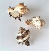 3 stk. sneglehuse. Kan varierer i farve og form De fleste ligger mellem 4 og 8 cm. Natur.