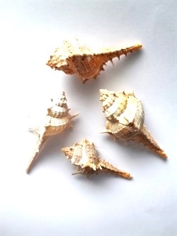 4 stk torn skaller. Længde ca. 5 til 8 cm.