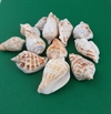 Ca. 100g  sneglehuse / skaller . Foto viser ca. 100 g.  Længde ca. 3 til 5 cm.