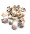 Dekorations sneglehuse/toppe . Ca. 100 g.Ca. 1,5 til 2,5 cm.