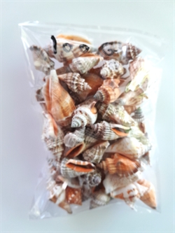 100 g  små blandede sneglehuse. Ca. 2 - 4 cm sendes ass.