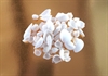 Hvide dekorations skaller, sneglehuse. Ca. 125 g. Natur