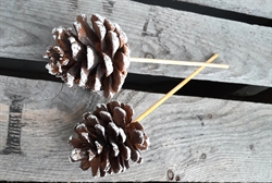 Kogle med "sne" på pind. Selve koglen måler ca.  5 - 6 cm.