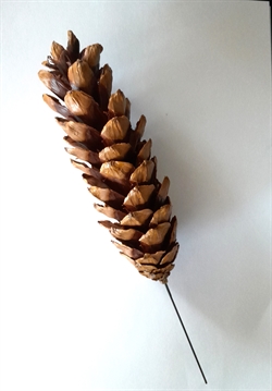 Et stk. Strobus på tråd..  Ca. 12 - 18 cm. Stor kogle. Fine i dekorationer.
