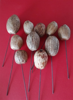 Amra pod  på tråd 3-5 cm. 10 stk. Natur