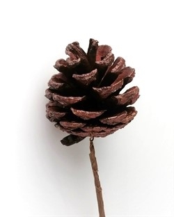 Et stk. flot bordeaux/brun Kogle på tråd. Koglen måler ca.5 cm.