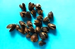 Bakuli, natur  50g  ca. som på foto.