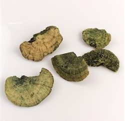 5 stk. Dekorations svampe farvede grønne. Ca. 3 - 7 cm. Sendes ass.